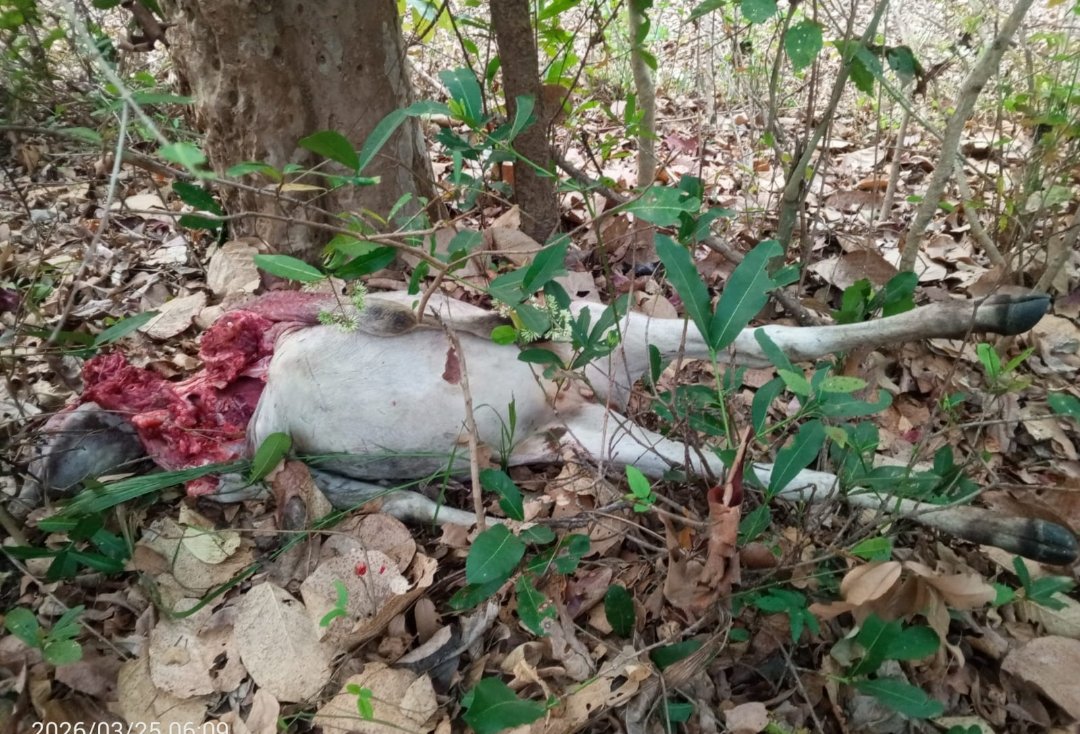 तेंदुए ने बछड़े का किया शिकार